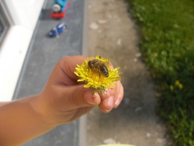 albine si turtite 009