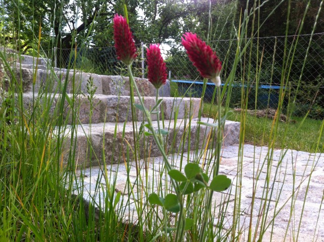 Trifoi rosu, @ Cristela GEORGESCU 2016