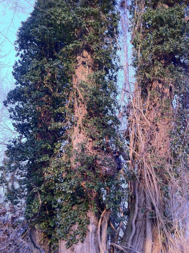 Îl vedeți pe Pavel?